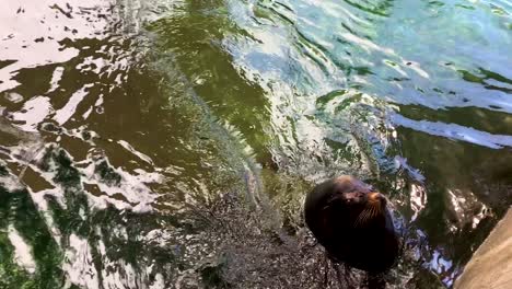 Big-playful-sea-lion-seal-making-twirk-face-in-the-aquarium