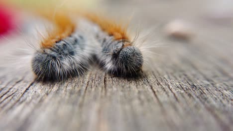 Extreme-macro-close-up-and-extreme-slow-motion-of-two-Western-Tent-Caterpillar’s-as-one-of-them-moves-and-looks-at-the-other