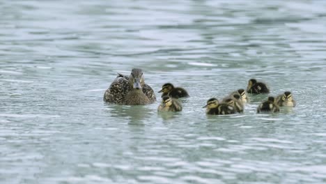 Mama-Und-Ihre-Jungen-Kleinen-Enten-Schwimmen-Im-Balaton-See