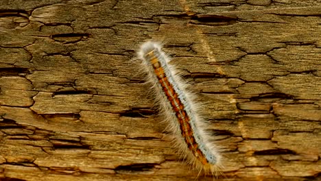 Extreme-macro-close-up-and-extreme-slow-motion-of-a-Western-Tent-Caterpillar-moth-walking-on-a-wood-railing-and-you-can-see-the-detail-on-his-back