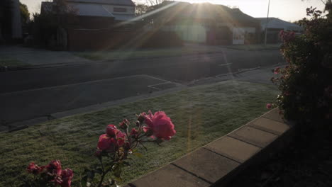 Pink-rose-bush-during-sunset-on-a-frosty-morning