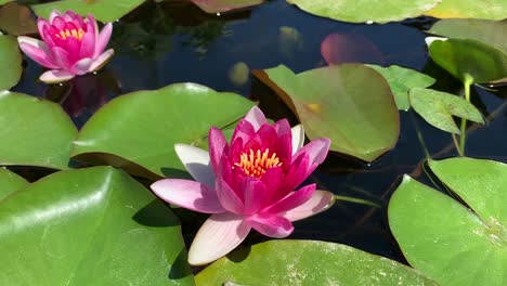 Rosafarbene-Lotusblume,-Die-Auf-Dem-Wasser-Schwimmt,-Mit-Grünen-Seerosen