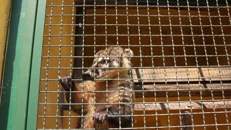 Cute-Coati-climbing-up-and-down-in-his-cage