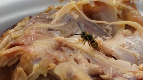 Close-up-of-an-aggressive,-carnivorous-yellow-jacket-trying-to-tear-and-eat-a-piece-of-chicken-at-a-picnic-in-afternoon-daylight,-shot-on-Samsung-Galaxy-S9-at-4K-60FPS,-exported-at-24FPS-in-1080P