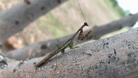 Praying-mantis-on-a-tree