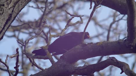 Medium-shot-of-a-Blackbird-sitting-in-a-walnut-tree,-the-wind-combing-slightly-through-its-feathers-branches-moving-in-the-background