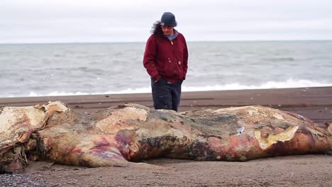 Eskimo-Man-Inspects-Washed-Up-Whale-Carcass-On-Alaskan-Beach