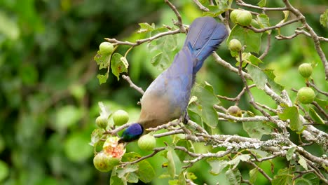 Slow-motion,-close-up-of-Purple-crested-Turaco-or-Loerie-feeding-in-a-fig-tree