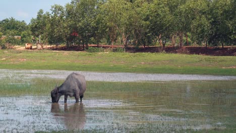 Water-Buffalo-Foraging-in-a-Pond