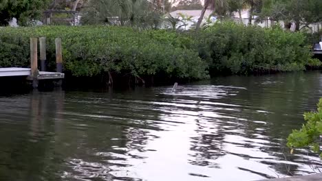 Brauner-Pelikan-Taucht-Im-Florida-Kanal-Nach-Fischen