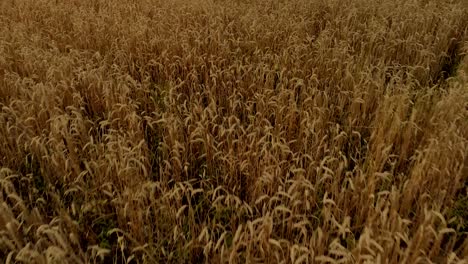 Aerial-footage-over-gold-field-close-up,-light-composition-in-natural-landscape-on-day,-village-climate-at-harvest-time-in-Eastern-Poland