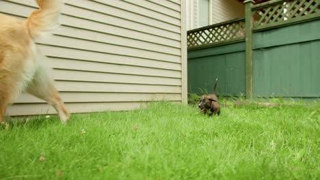 Young-pup-following-Golden-Retriever-dad-in-backyard-4K-slow-motion