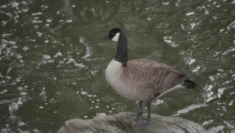 Goose-on-a-rock-on-the-Wisahickon-Creek