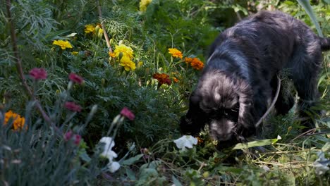 Cute-Spaniel-Puppy-Dog-Stops-to-Smell-the-Flowers-in-Slow-Motion,-Fixed-Soft-Focus