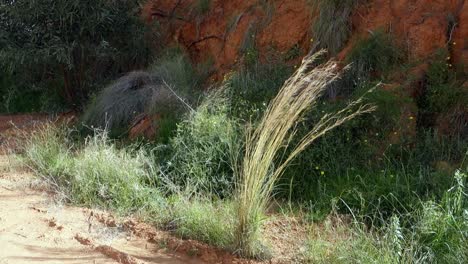 Dried-grass-swaying-in-the-breeze-by-the-side-of-a-footpath-in-spain