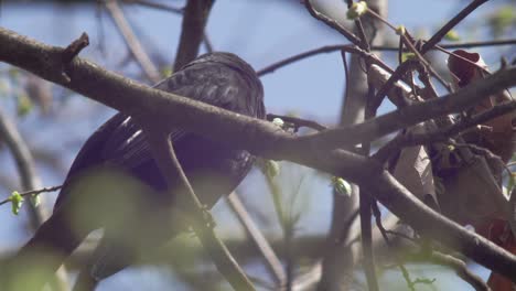 Slow-motion-close-low-shot-of-a-young-Blackbird,-sitting-on-a-branch-which-is-moving-in-the-wind