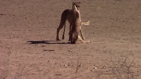 Afrikanischer-Gepard-Beißt-Und-Zerrt-Springbockantilope-Am-Hals