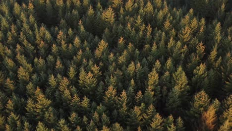 slow-aerial-view-over-a-large-dark-pine-forest