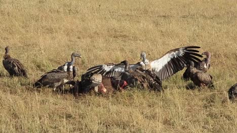 Griffon-Vulture-lands-to-join-others-at-an-old-Wildebeest-carcass