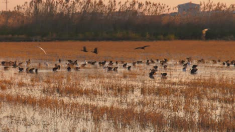 Waterbirds-on-marshland-at-dawn,-glossy-ibis