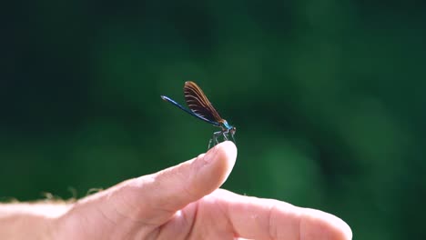 Close-up-of-a-blue-dragonfly-perched-on-human-male-hand,-Ebony-Jewelwing-in-slowmotion