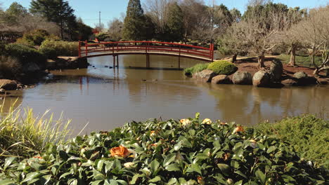 Red-bridge-over-brown-pond,-flowered-foliage-in-foreground,-Ju-Raku-En-Japanese-Garden,-Toowoomba,-Australia