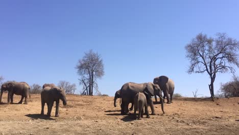 African-Bush-Elephants-stand-around,-not-doing-much-in-arid-landscape
