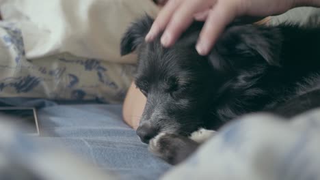 Ein-Süßer-Schwarzer-Hund-Mit-Braunen-Augen,-Der-Mit-Seiner-Herrin-Auf-Dem-Bett-Ruht-Und-Ihre-Ohren-Streichelt,-Bis-Er-Eingeschlafen-Ist