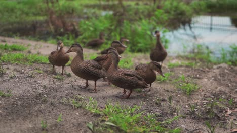 A-flock-of-ducks-exploring-for-food