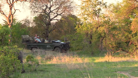 White-rhino-walk-by,-safari-vehicle-in-background