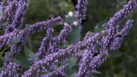 Orange-Monarch-Butterflies-Flutter-in-Slow-Motion-on-Purple-Butterfly-Bush-Flowers-in-Green-Summer-Garden