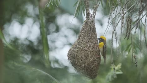Beautiful-Male-Baya-Weaver-bird-working-on-his-nest-to-court-mates-close-up-slow-motion