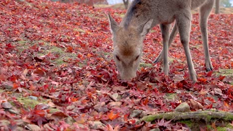 Fawn-Sika-Deer-Eats-Red-Maple-Leaves-in-Autumn-Scene