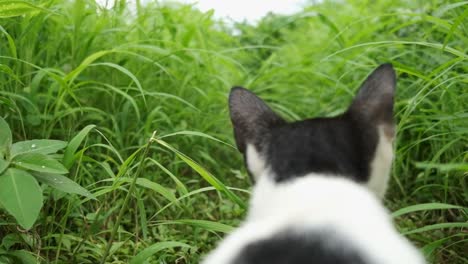 Süße-Schwarze-Und-Weiße-Katze,-Die-Unter-Der-Kamera-Vorbeigeht,-Um-Sich-In-Zeitlupe-Auf-Einem-Grasbewachsenen-Pfad-Umzusehen