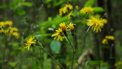Calm-and-peaceful-yellow-forest-flowers-in-static-close-up-shot
