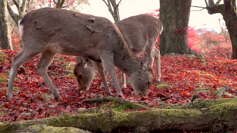 Nara-Deer-eating-red-Maple-leaves-in-park,-Japan