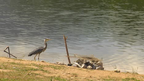 Great-blue-heron-bird-flying-away-over-lake,-slow-motion