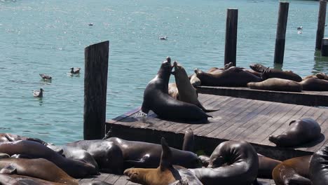 Sea-Lions-Fighting-Over-Place-on-Wooden-Floar-at-Pier-39,-San-Francisco-USA