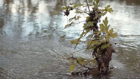 árbol-Joven-Solitario-En-La-Corriente-De-Agua-Que-Fluye-Después-De-Las-Inundaciones