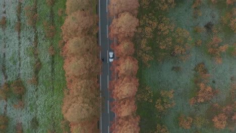 Top-down-aerial-view-of-cars-and-motorcycles-traveling-down-Autumn-Tree-lined-road,-Japan