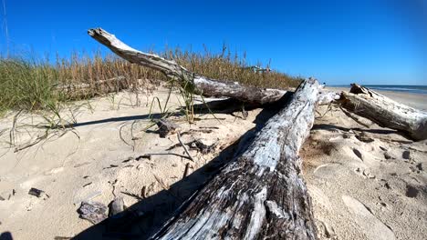 Slowly-running-down-the-length-of-a-piece-of-driftwood-that-is-resting-on-edge-of-sand-dune---beach