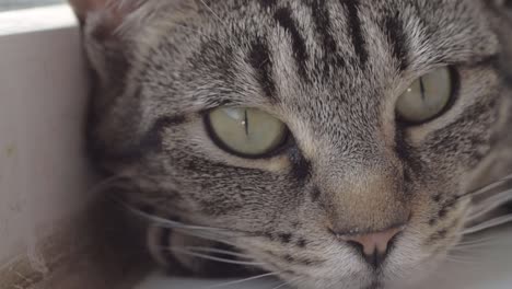 Alarm-Junge-Gestreifte-Tabby-Katze-Porträt-Makroaufnahme