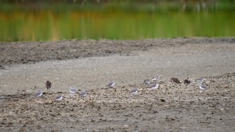 Wrybill-and-Sharp-Tailed-Sandpiper-Bird-Searching-For-Food,-Medium-Shot