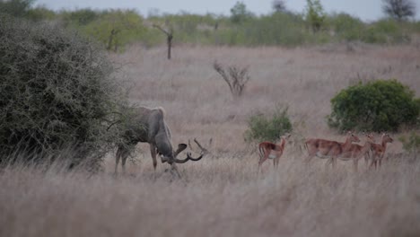 Kudu-Stier,-Der-In-Afrika-Weiden-Lässt