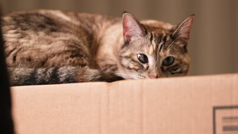 A-Stunning-Scenery-Of-A-Cat-Trying-To-Sleep-On-The-Top-Of-The-Box---Slow-Motion-Shot