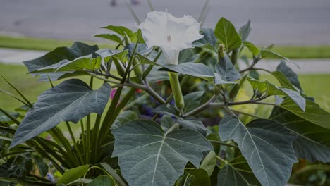 Moonflower,-morning-glory-or-Ipomoea-alba-blooming-during-dusk---time-lapse
