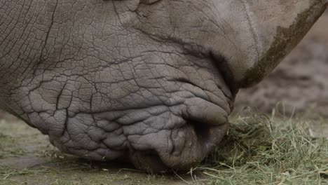 white-rhino-mouth-close-up-breathing-and-eating-slow-motion
