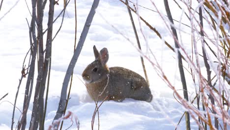 As-light-snow-gently-falls,-a-cottontail-rabbit-holds-perfectly-still-to-remain-unseen-from-predators