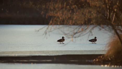 Mallard-ducks-walking-on-ice
