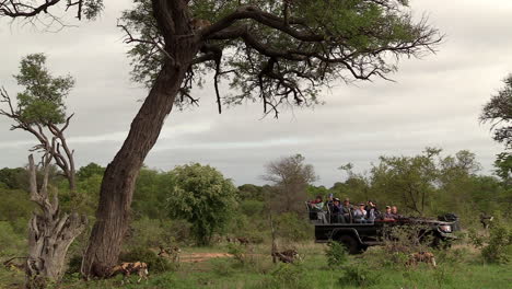 African-wild-dogs-move-by-tree-where-leopard-rests-as-tourists-watch-from-car